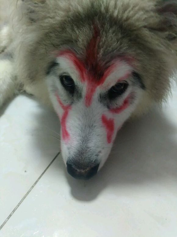 正宗哈士奇三把火,哈士奇三把火原版