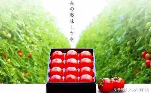 一颗番茄1000块,一颗番茄多少钱