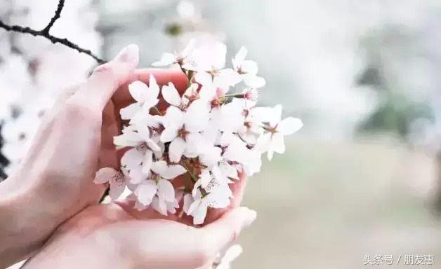 你知道樱花最多的地方在哪,你知道樱花的花期有多长吗