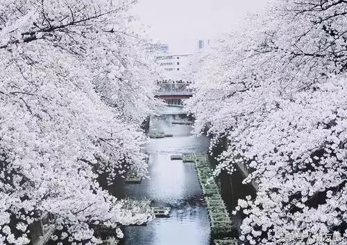 你知道樱花最多的地方在哪,你知道樱花的花期有多长吗