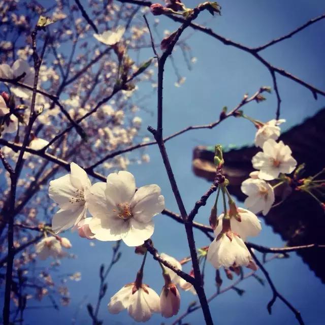 武汉这几年为什么这么火,武汉新的一年从哪开始