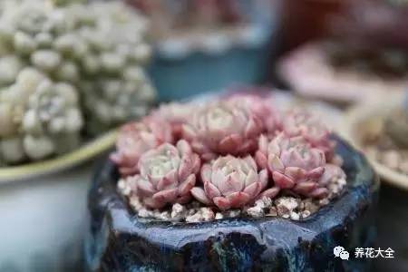 多肉的各种疑难杂症,多肉各种病讲解