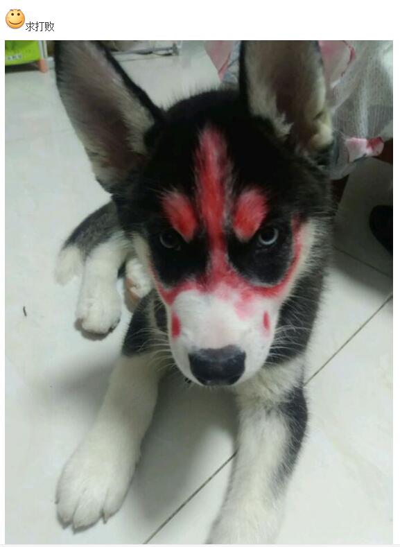 正宗哈士奇三把火,哈士奇三把火原版