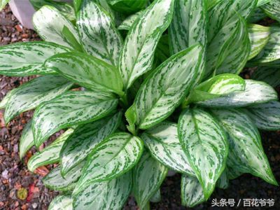 吸收甲醛最佳的十种植物,吸收甲醛最佳的十种植物排行榜