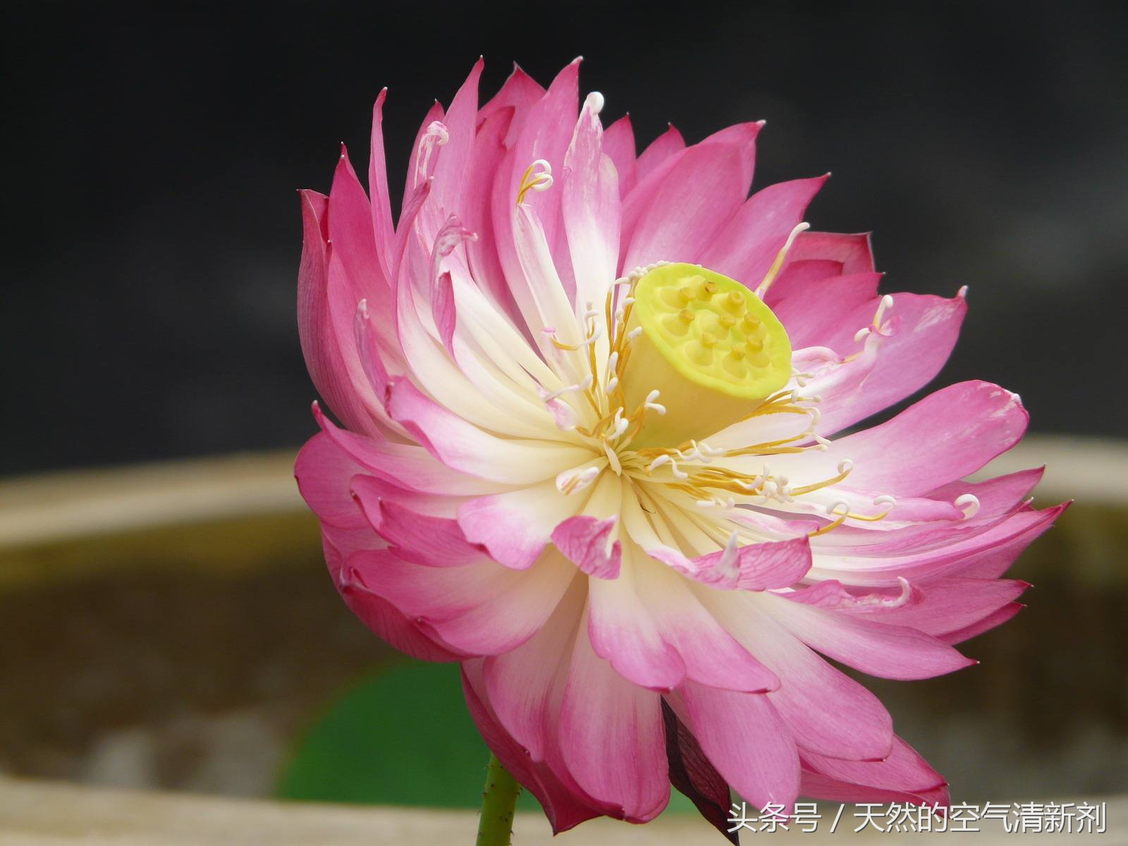 阳台书房小型荷花盆栽,适合在碗里茶杯里养的荷花