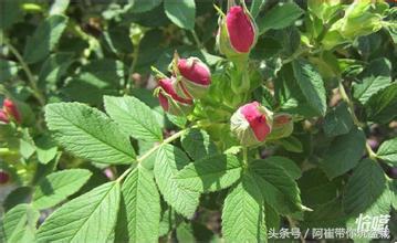 网购的小玫瑰盆栽能养活吗,网购收到玫瑰盆栽记得这样操作