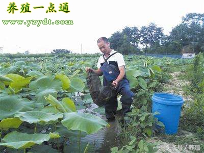 泥鳅养殖技术方法大全图片,泥鳅养殖技术与养殖方法图解大全