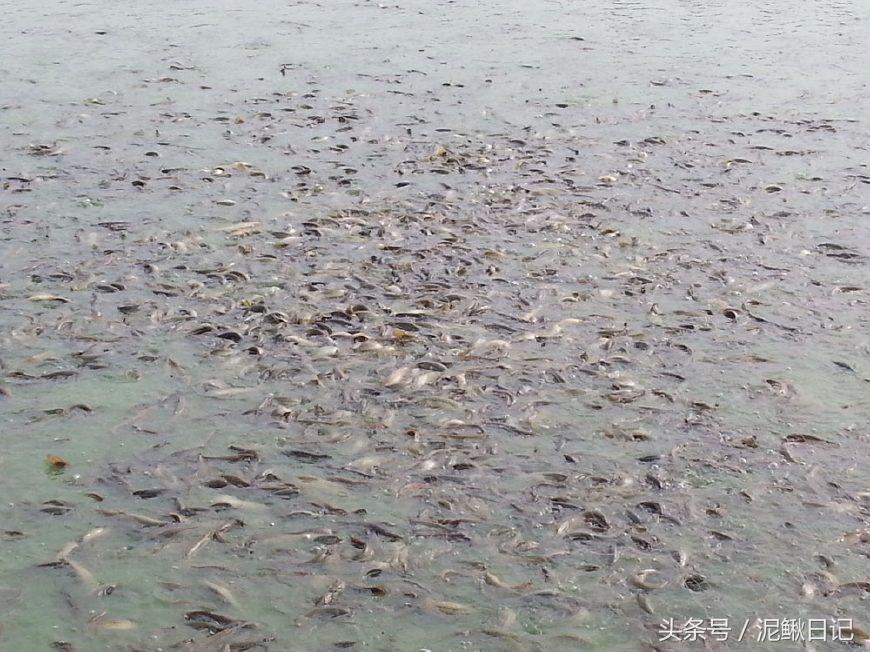 养殖什么成本小又能赚钱呢,养殖这方面哪些成本低些又好赚钱