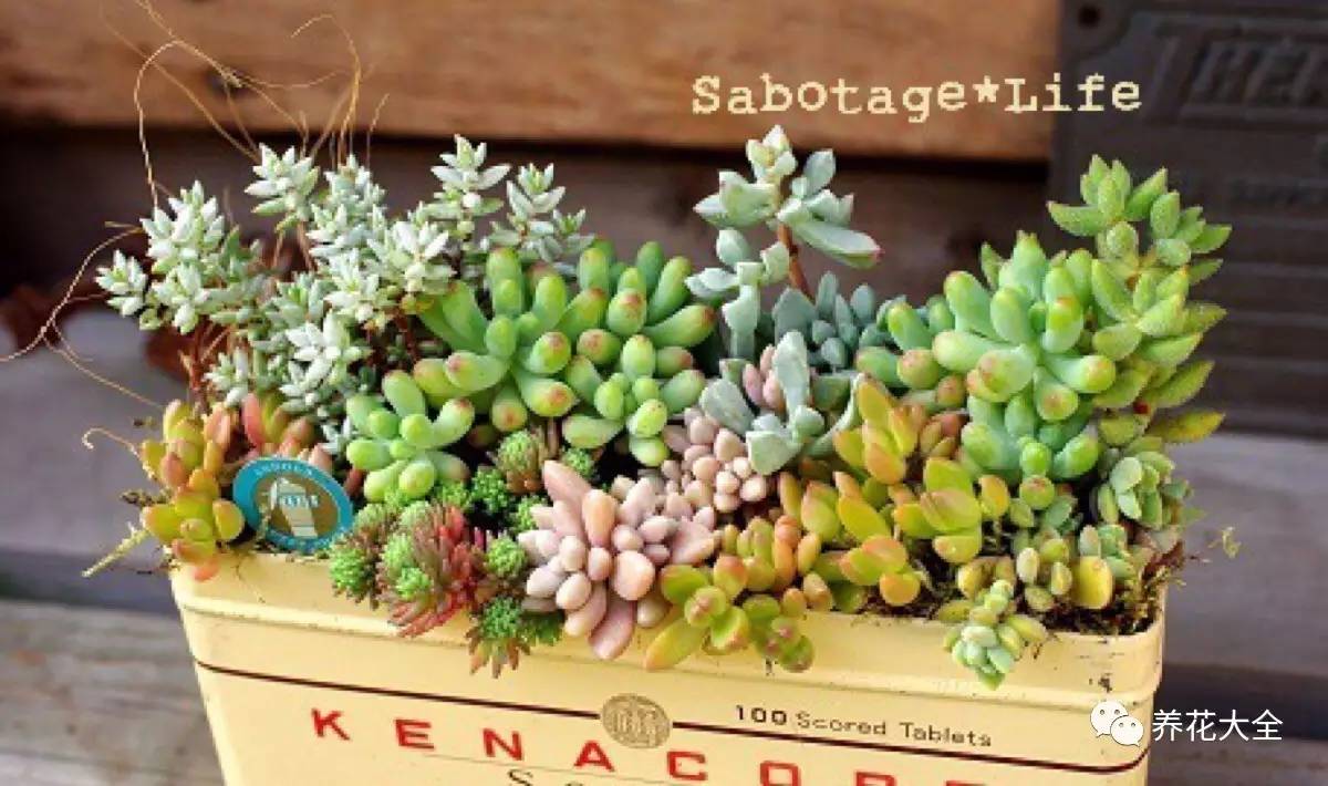 多肉的各种疑难杂症,多肉各种病讲解