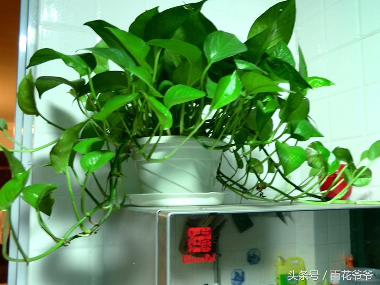 吸收甲醛最佳的十种植物,吸收甲醛最佳的十种植物排行榜