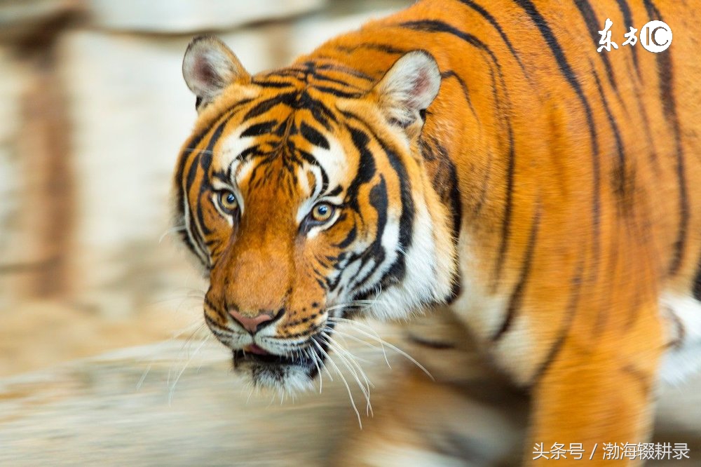 属马与谁相合相冲相害相刑,相冲相合命理