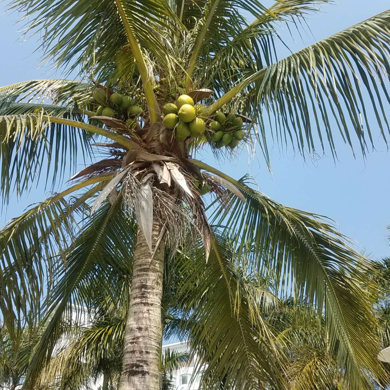 春节去珠海合适吗,珠海港澳游