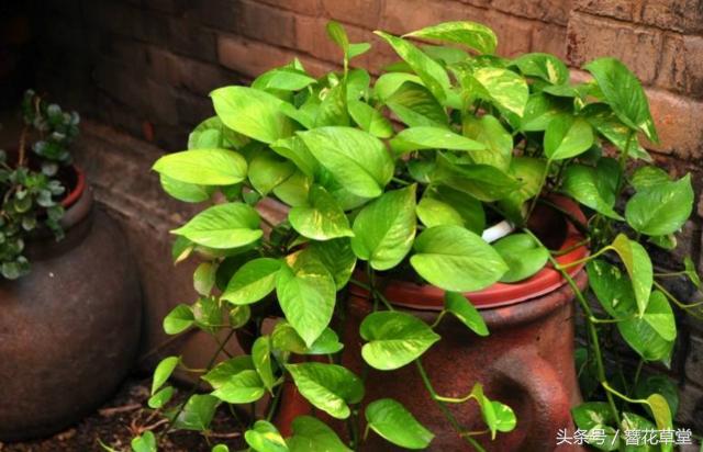 酱油加水浇绿萝怎么绿萝变黄叶了,绿萝叶子发黄怎么办用什么方法