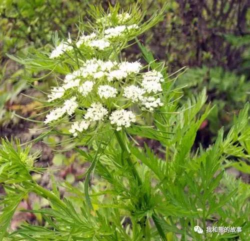 安国百花草价格,安国药草的功效和作用
