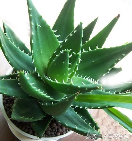 吸收甲醛最佳的十种植物,吸收甲醛最佳的十种植物排行榜