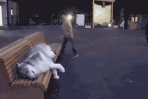 打针的搞笑动图,搞笑gif动图给猪打针