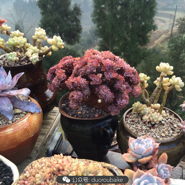 关于多肉植物的国画,多肉山水画