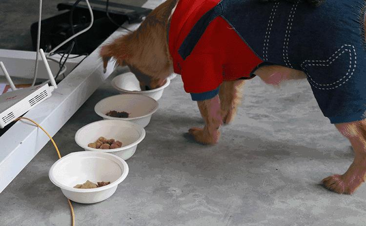 世界十大冻干粮排名,哪个牌子的冻干粮好