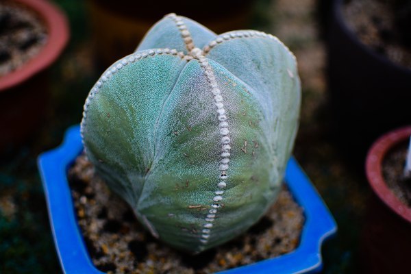 盆栽国色天香,国色天香立春