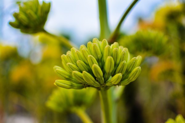 盆栽国色天香,国色天香立春