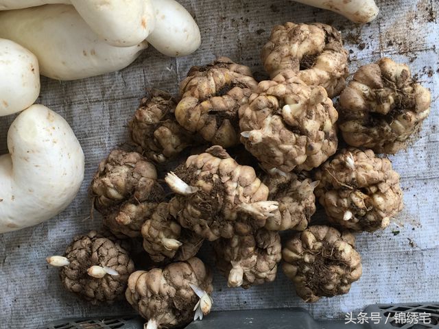 在北方不容易买到的时令蔬菜,这些特点蔬菜你见过吗