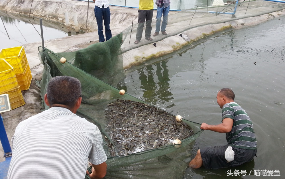 泥鳅养殖技术难点问题,泥鳅养殖技术学习