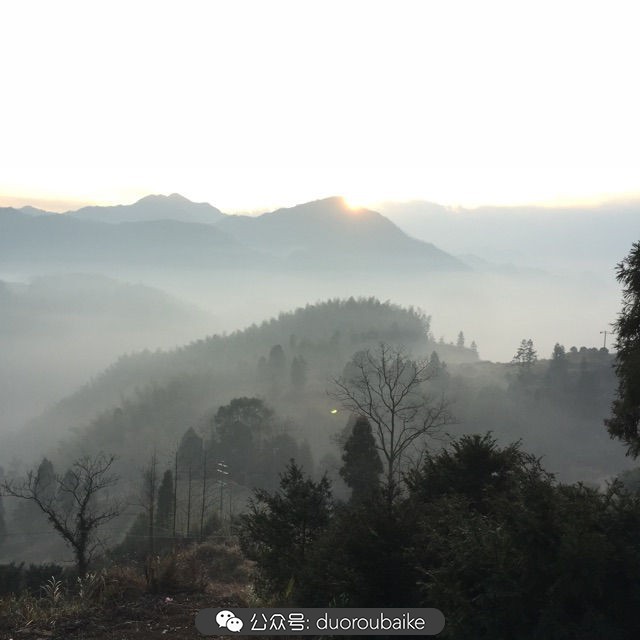关于多肉植物的国画,多肉山水画