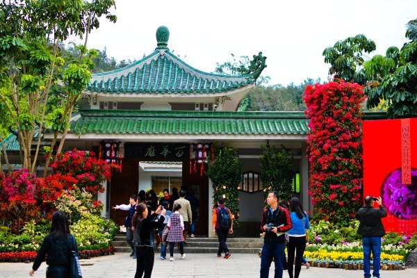 盆栽国色天香,国色天香立春