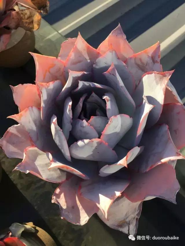 多肉是黯淡生活里的良药,多肉是解决烦恼和疲惫的良药