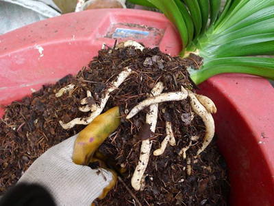 君子兰养护开花的5个诀窍,君子兰多开花做好5件事