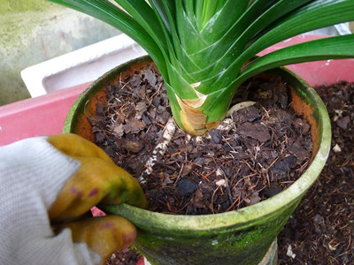 君子兰养护开花的5个诀窍,君子兰多开花做好5件事