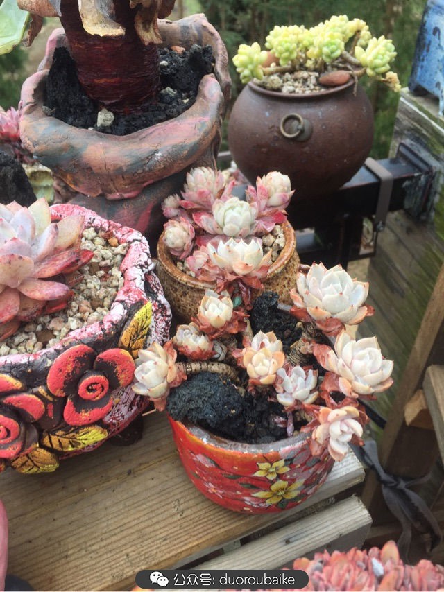 关于多肉植物的国画,多肉山水画