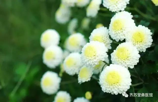 各种菊花的不同功效,菊花的功效各不同别用错了