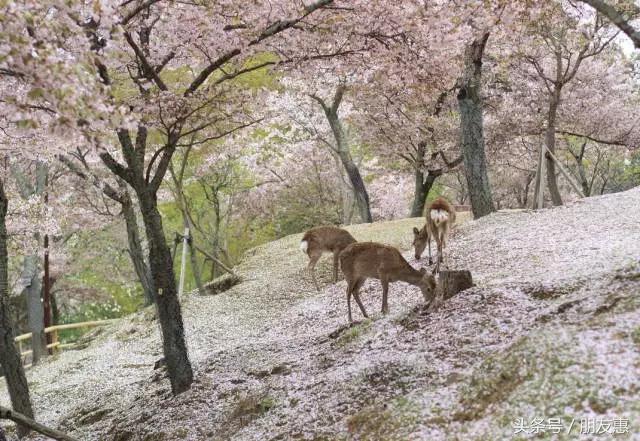 你知道樱花最多的地方在哪,你知道樱花的花期有多长吗