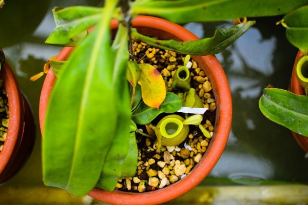 盆栽国色天香,国色天香立春