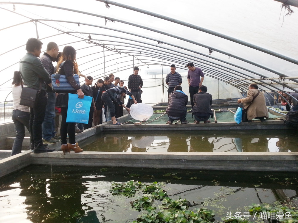 创业养泥鳅大概需要多少钱,鄂州泥鳅养殖赚钱吗