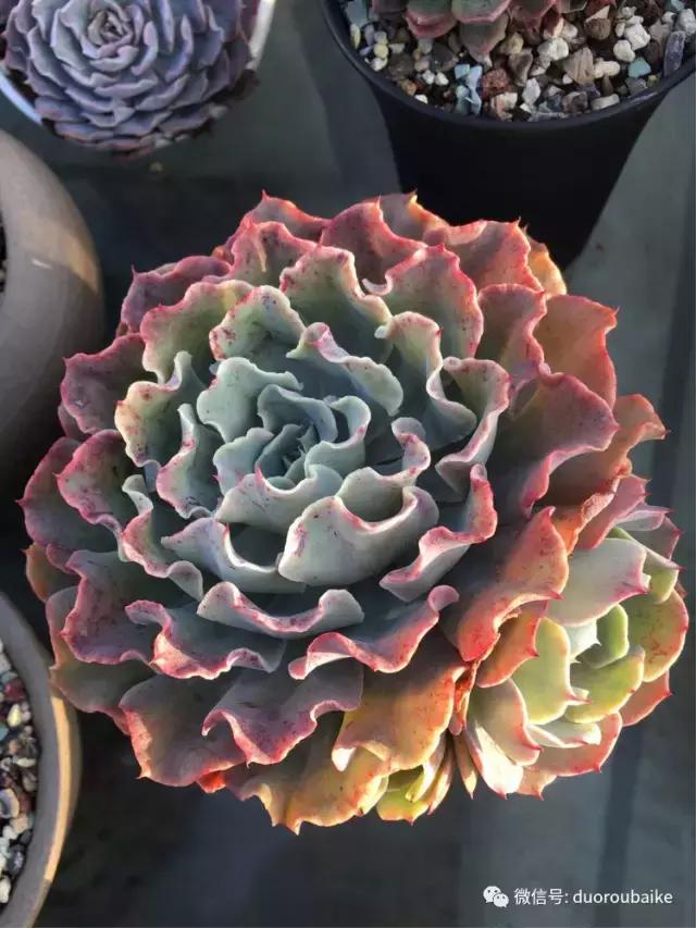 多肉是黯淡生活里的良药,多肉是解决烦恼和疲惫的良药