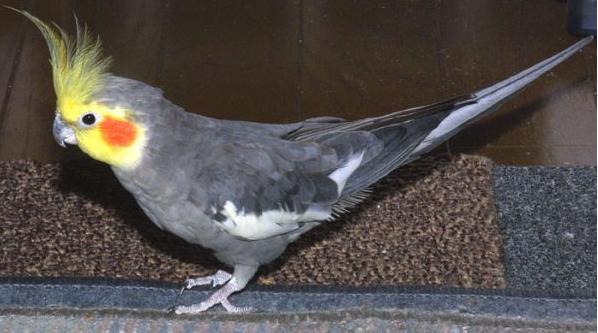 古铜玄凤鹦鹉哪个品种好,不常见的玄凤鹦鹉品种大全