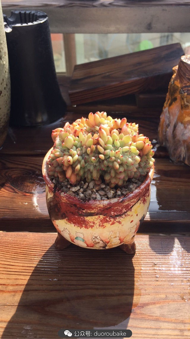 关于多肉植物的国画,多肉山水画