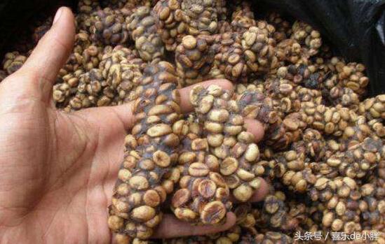 西贡猫屎咖啡好喝吗,越南猫屎咖啡好喝吗