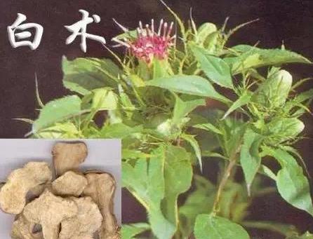 农村种植什么赚钱不愁销路安徽,农村种植什么果树好