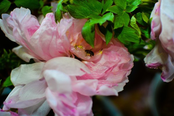 盆栽国色天香,国色天香立春