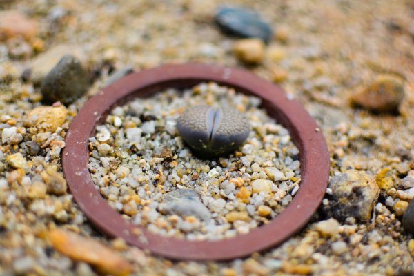 盆栽国色天香,国色天香立春