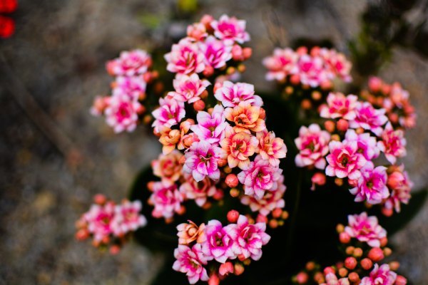 盆栽国色天香,国色天香立春