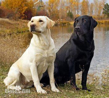 拉布拉多和罗威纳犬哪个聪明,土狗和拉布拉多犬杂交聪明吗