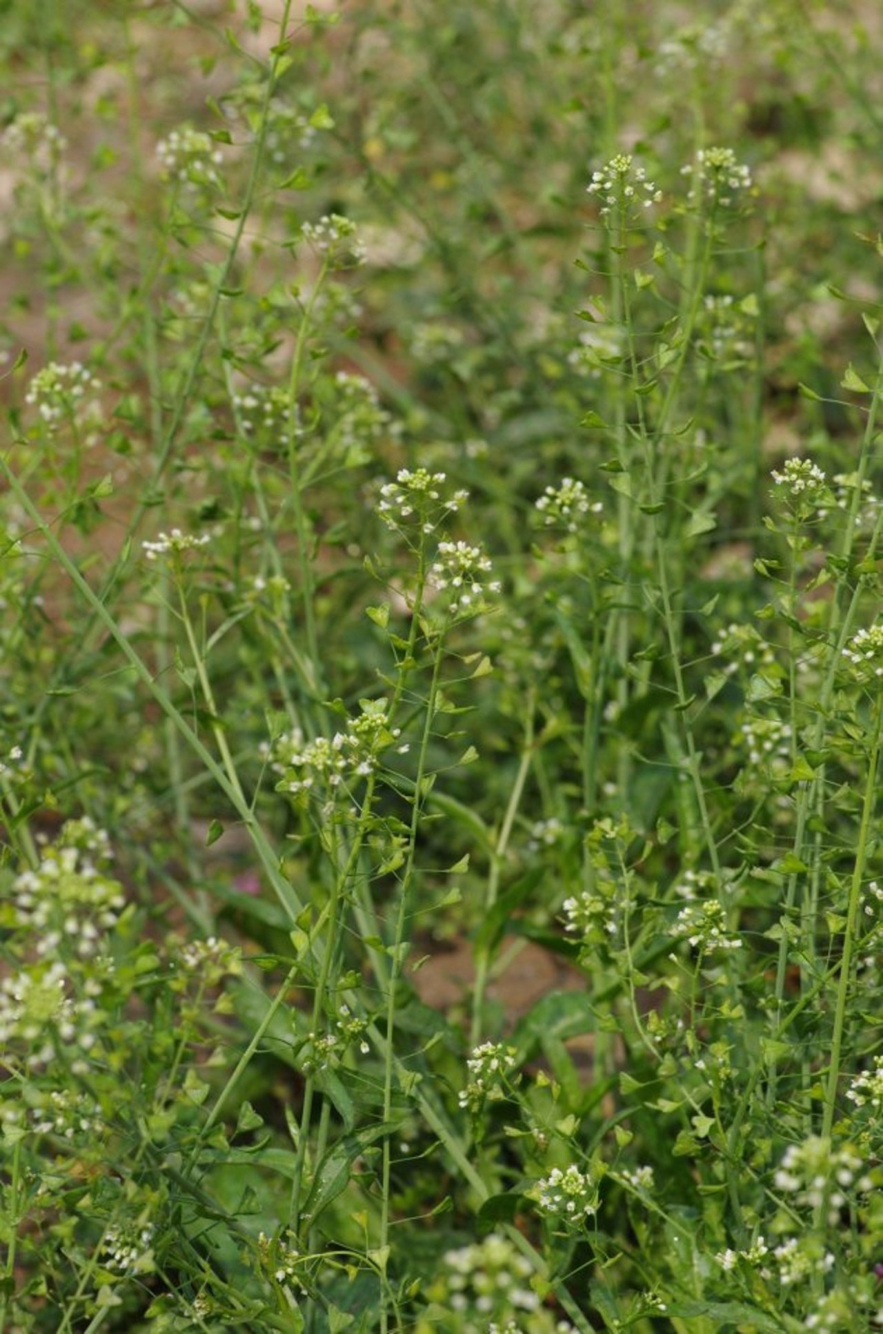 本草纲目中的荠菜,本草纲目荠菜图片