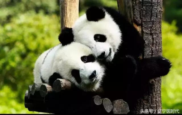 我叫辽宁，绝对不是我吹牛，今年我将让全国刮目相看！