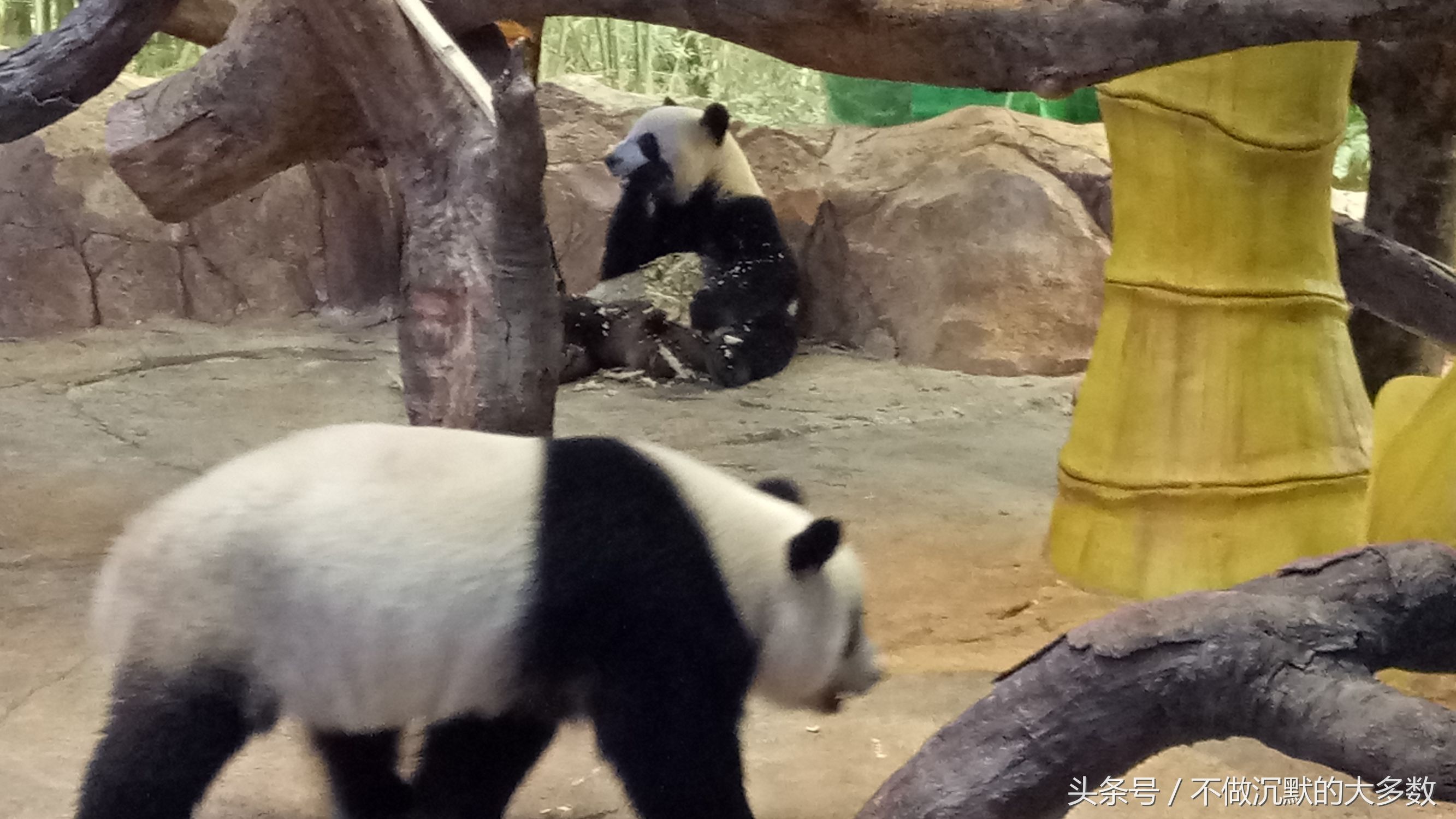 广州长隆野生动物园金蛇秘境直播,长隆野生动物园金蛇秘境害怕吗