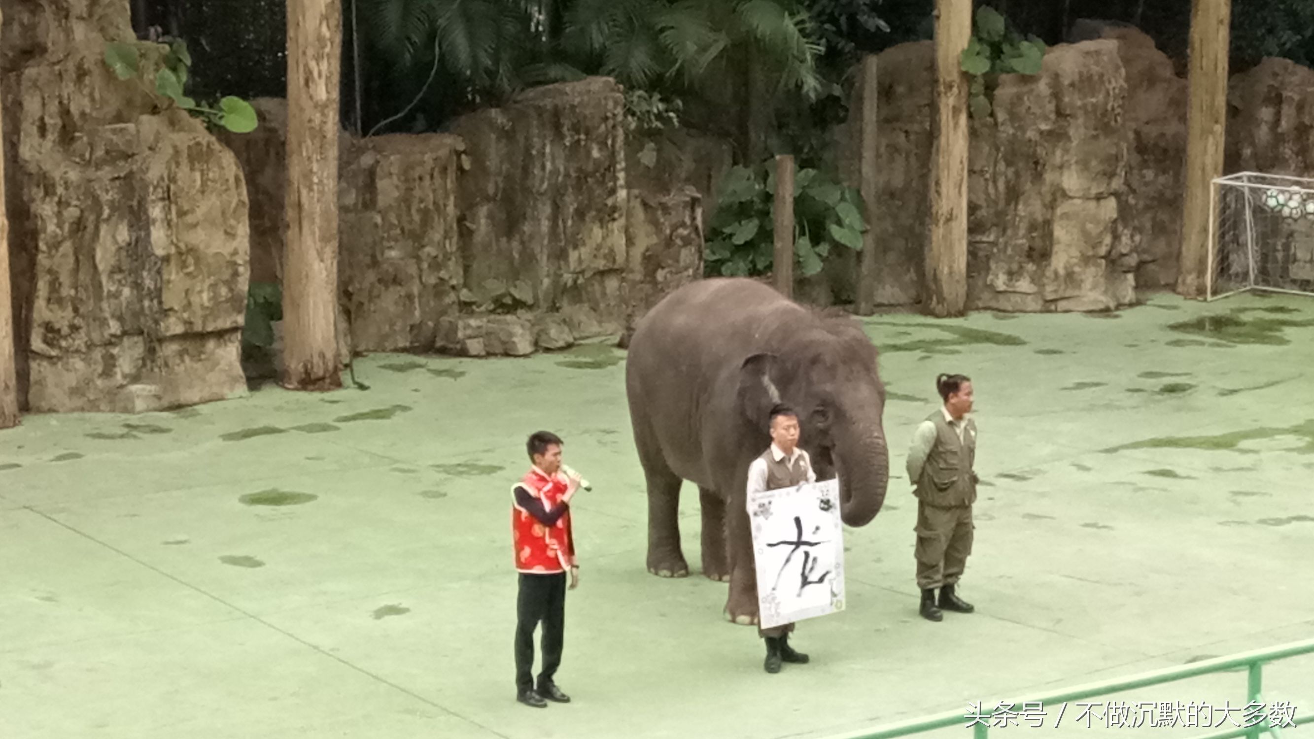 广州长隆野生动物园金蛇秘境直播,长隆野生动物园金蛇秘境害怕吗