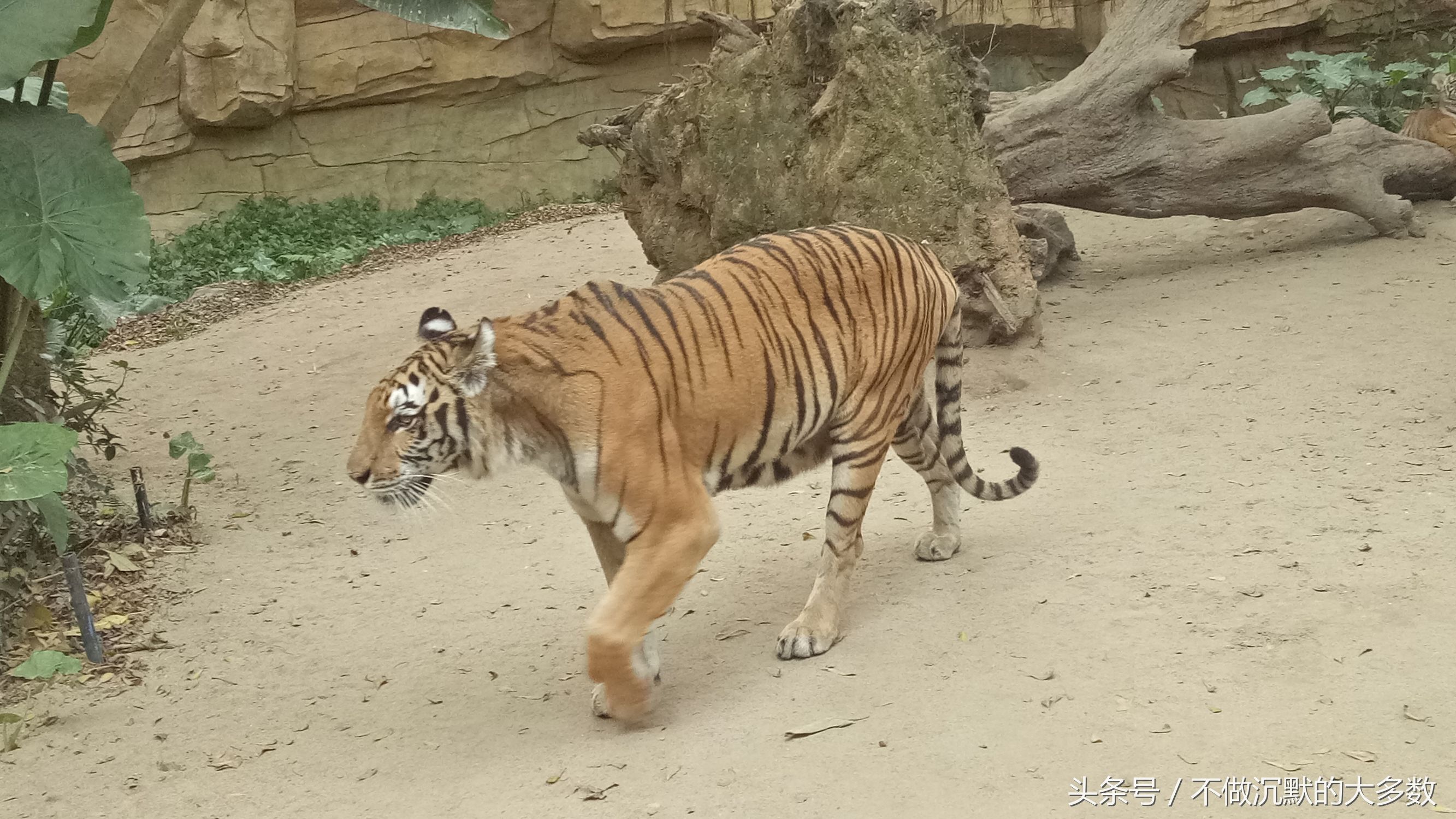 广州长隆野生动物园金蛇秘境直播,长隆野生动物园金蛇秘境害怕吗